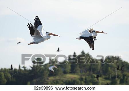 Stock Photograph - Pelicans in flight over Lake of the Woods, Ontario. Fotosearch