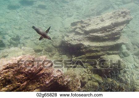 Penguin swimming underwater, Bartolome Island, Galapagos Islands, Ecuador View Large Photo Image Stock Photo - Penguin swimming underwater, Bartolome Island, Galapagos Islands, Ecuador. Fotosearch