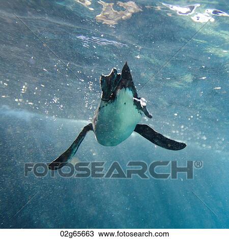 Penguin swimming underwater, Puerto Egas, Santiago Island, Galapagos Islands, Ecuador View Large Photo Image Stock Image - Penguin swimming underwater, Puerto Egas, Santiago Island, Galapagos Islands, Ecuador. Fotosearch