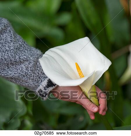 Person's hand picking up a Cala lily in a garden of Willka Tika Guesthouse, Willka Tika, Sacred Valley, Cusco Region, Peru View Large Photo Image Stock Photography - Person's hand picking up a Cala lily in a garden of Willka Tika Guesthouse, Willka Tika, Sacred Valley, Cusco Region, Peru. Fotosearch