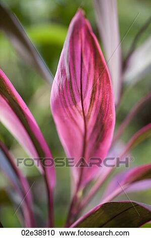 Pink leaves on a tropical plant in Costa Rica View Large Photo Image Stock Image - Pink leaves on a tropical plant in Costa Rica. Fotosearch