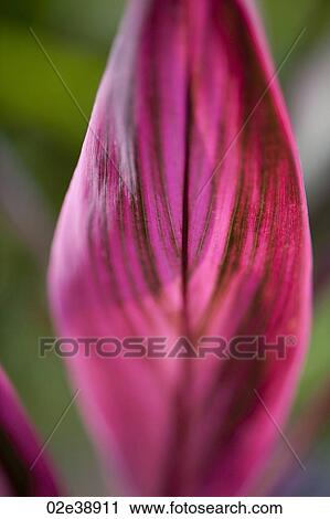 Pink leaves on a tropical plant in Costa Rica View Large Photo Image Stock Image - Pink leaves on a tropical plant in Costa Rica. Fotosearch