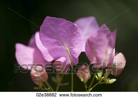 Pink petals with delicate green veins against a dark green background View Large Photo Image Stock Image - Pink petals with delicate green veins against a dark green background. Fotosearch
