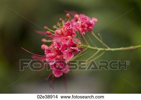 Pink tropical flower in Costa Rica View Large Photo Image Picture - Pink tropical flower in Costa Rica. Fotosearch
