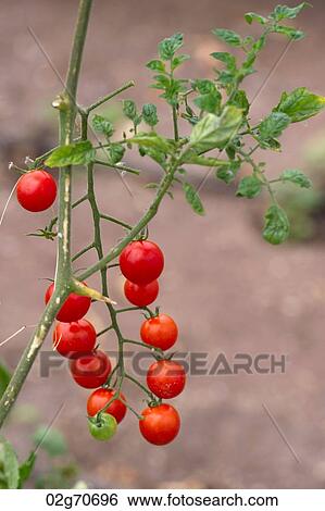Plant of cherry tomatoes in a garden, Willka Tika, Sacred Valley, Cusco Region, Peru View Large Photo Image Stock Photograph - Plant of cherry tomatoes in a garden, Willka Tika, Sacred Valley, Cusco Region, Peru. Fotosearch