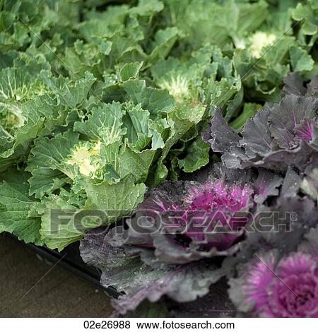 Plants growing in a garden in Manhattan, New York City, U. S. A. View Large Photo Image Stock Photo - Plants growing in a garden in Manhattan, New York City, U. S. A.. Fotosearch