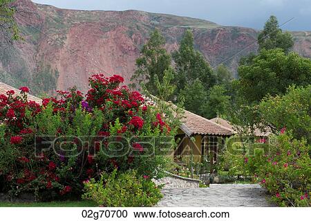 Plants in a garden, Willka Tika, Sacred Valley, Cusco Region, Peru View Large Photo Image Stock Image - Plants in a garden, Willka Tika, Sacred Valley, Cusco Region, Peru. Fotosearch