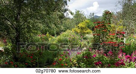Plants in a garden, Willka Tika, Sacred Valley, Cusco Region, Peru View Large Photo Image Stock Image - Plants in a garden, Willka Tika, Sacred Valley, Cusco Region, Peru. Fotosearch
