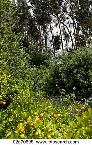 Plants in a garden, Willka Tika, Sacred Valley, Cusco Region, Peru View Large Photo Image Stock Photo - Plants in a garden, Willka Tika, Sacred Valley, Cusco Region, Peru. Fotosearch