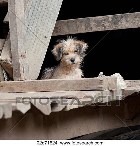Puppy on a wooden plank, Huay Pu Keng, Mae Hong Son Province, Thailand View Large Photo Image Picture - Puppy on a wooden plank, Huay Pu Keng, Mae Hong Son Province, Thailand. Fotosearch