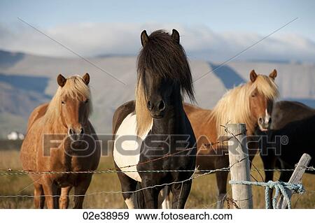 Quartet of Icelandic horses in the sunlight, in a pasture, behind a barbed wired fence View Large Photo Image Stock Photo - Quartet of Icelandic horses in the sunlight, in a pasture, behind a barbed wired fence. Fotosearch