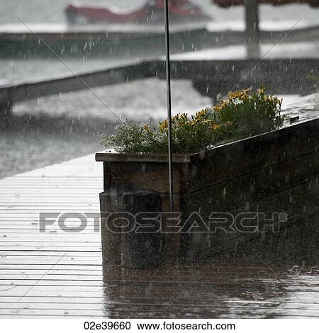 Rain falling on wooden deck and flowerpot Lake of the Woods, Ontario View Large Photo Image Stock Image - Rain falling on wooden deck and flowerpot Lake of the Woods, Ontario. Fotosearch