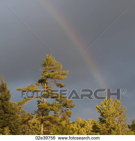 Rainbow in the sky over Lake of the Woods, Ontario View Large Photo Image Stock Photograph - Rainbow in the sky over Lake of the Woods, Ontario. Fotosearch
