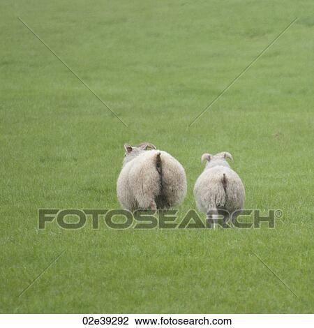 Rear ends of sheep in pasture View Large Photo Image Stock Image - Rear ends of sheep in pasture . Fotosearch