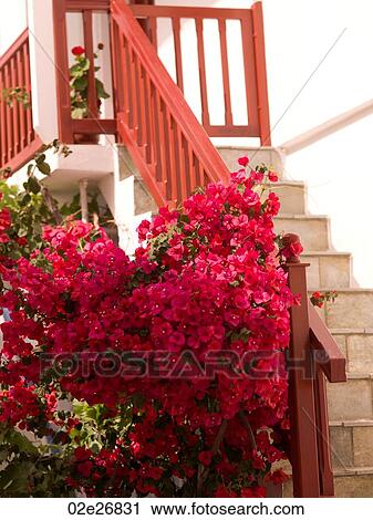 Red flowers and orange bannister in Mykonos Greece View Large Photo Image Stock Image - Red flowers and orange bannister in Mykonos Greece. Fotosearch
