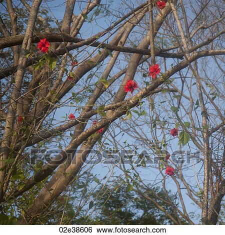 Red flowers on a tree in Costa Rica View Large Photo Image Stock Photograph - Red flowers on a tree in Costa Rica. Fotosearch
