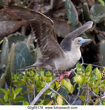 Red-Footed booby (Sula sula) about to take off from a twig, Genovesa Island, Galapagos Islands, Ecuador View Large Photo Image Stock Photo - Red-Footed booby (Sula sula) about to take off from a twig, Genovesa Island, Galapagos Islands, Ecuador. Fotosearch