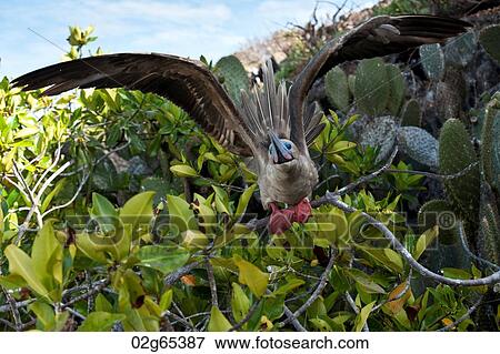 Red-Footed booby (Sula sula) about to take off, Darwin Bay, Genovesa Island, Galapagos Islands, Ecuador View Large Photo Image Stock Photo - Red-Footed booby (Sula sula) about to take off, Darwin Bay, Genovesa Island, Galapagos Islands, Ecuador. Fotosearch
