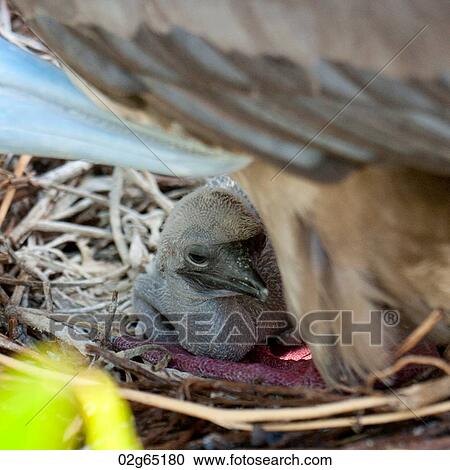 Red-Footed booby (Sula sula) chick in nest, Genovesa Island, Galapagos Islands, Ecuador View Large Photo Image Stock Image - Red-Footed booby (Sula sula) chick in nest, Genovesa Island, Galapagos Islands, Ecuador. Fotosearch