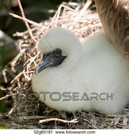 Red-Footed booby (Sula sula) chick in nest, Genovesa Island, Galapagos Islands, Ecuador View Large Photo Image Stock Image - Red-Footed booby (Sula sula) chick in nest, Genovesa Island, Galapagos Islands, Ecuador. Fotosearch