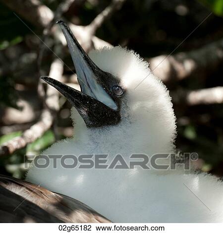Red-Footed booby (Sula sula) chick calling, Genovesa Island, Galapagos Islands, Ecuador View Large Photo Image Stock Image - Red-Footed booby (Sula sula) chick calling, Genovesa Island, Galapagos Islands, Ecuador. Fotosearch
