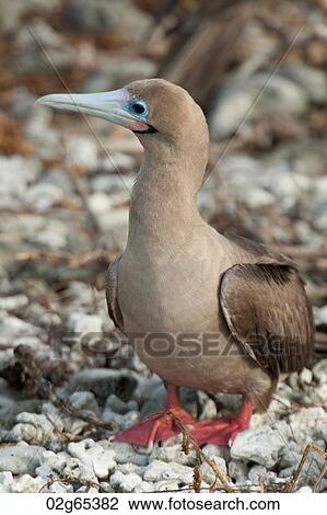 Red-Footed booby (Sula sula), Darwin Bay, Genovesa Island, Galapagos Islands, Ecuador View Large Photo Image Stock Image - Red-Footed booby (Sula sula), Darwin Bay, Genovesa Island, Galapagos Islands, Ecuador. Fotosearch