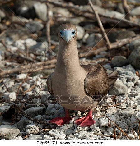 Red-Footed booby (Sula sula), Genovesa Island, Galapagos Islands, Ecuador View Large Photo Image Stock Image - Red-Footed booby (Sula sula), Genovesa Island, Galapagos Islands, Ecuador. Fotosearch