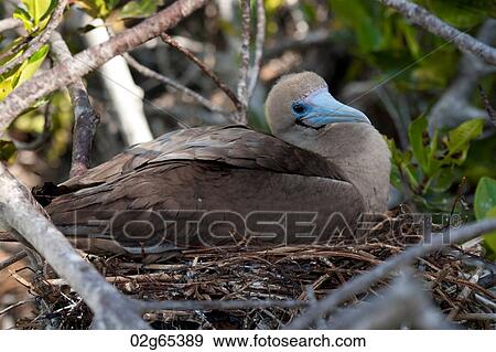 Red-Footed booby (Sula sula) in its nest, Darwin Bay, Genovesa Island, Galapagos Islands, Ecuador View Large Photo Image Stock Photo - Red-Footed booby (Sula sula) in its nest, Darwin Bay, Genovesa Island, Galapagos Islands, Ecuador. Fotosearch