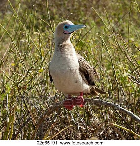 Red-Footed booby (Sula sula) perching on a twig, Genovesa Island, Galapagos Islands, Ecuador View Large Photo Image Stock Image - Red-Footed booby (Sula sula) perching on a twig, Genovesa Island, Galapagos Islands, Ecuador. Fotosearch