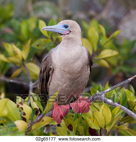 Stock Photo - Red-Footed booby (Sula sula) perching on a twig, Genovesa Island, Galapagos Islands, Ecuador. Fotosearch