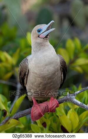 Red-Footed booby (Sula sula) perching on a branch, Darwin Bay, Genovesa Island, Galapagos Islands, Ecuador View Large Photo Image Stock Photo - Red-Footed booby (Sula sula) perching on a branch, Darwin Bay, Genovesa Island, Galapagos Islands, Ecuador. Fotosearch