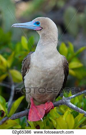 Red-Footed booby (Sula sula) perching on a branch, Darwin Bay, Genovesa Island, Galapagos Islands, Ecuador View Large Photo Image Stock Photograph - Red-Footed booby (Sula sula) perching on a branch, Darwin Bay, Genovesa Island, Galapagos Islands, Ecuador. Fotosearch