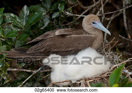 Red-Footed booby (Sula sula) with its chick, Darwin Bay, Genovesa Island, Galapagos Islands, Ecuador View Large Photo Image Stock Image - Red-Footed booby (Sula sula) with its chick, Darwin Bay, Genovesa Island, Galapagos Islands, Ecuador. Fotosearch