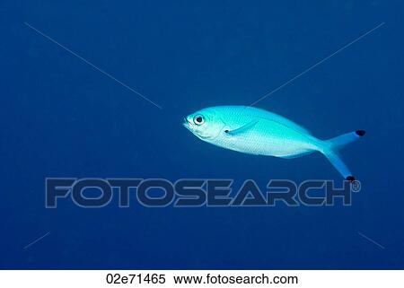 Red Sea Fusilier View Large Photo Image Stock Photography - Red Sea Fusilier. Fotosearch