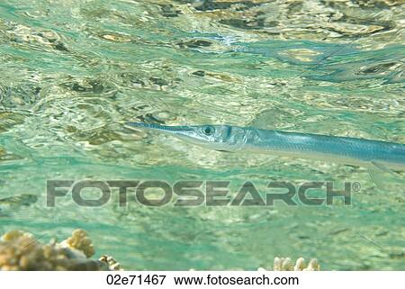 Red Sea Needlefish (Tylosurus Choram) View Large Photo Image Stock Photo - Red Sea Needlefish (Tylosurus Choram). Fotosearch