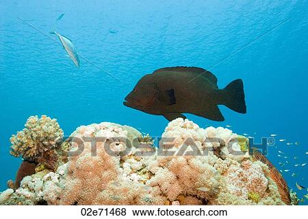 Redmouthed Grouper (Aethaloperca Rogaa) View Large Photo Image Stock Photo - Redmouthed Grouper (Aethaloperca Rogaa). Fotosearch