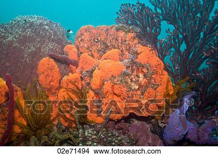 Reef, The Alternatives View Large Photo Image Picture - Reef, The Alternatives. Fotosearch