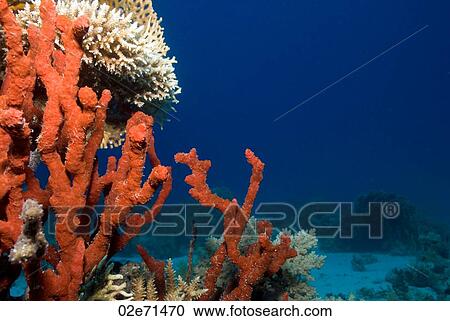 Reef, The Alternatives View Large Photo Image Stock Image - Reef, The Alternatives. Fotosearch