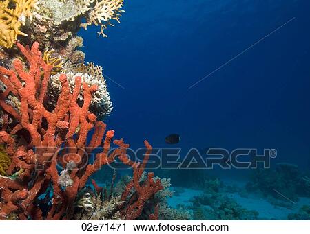 Reef, The Alternatives View Large Photo Image Stock Image - Reef, The Alternatives. Fotosearch
