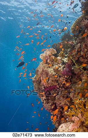 Reef, The Alternatives View Large Photo Image Stock Image - Reef, The Alternatives. Fotosearch