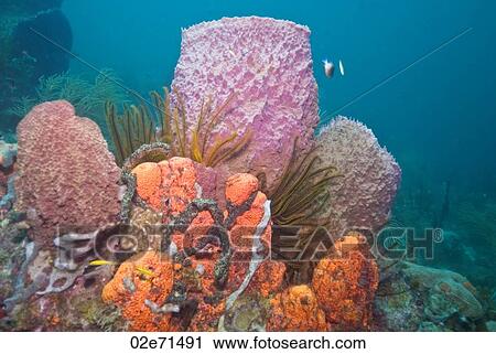 Reef, The Alternatives View Large Photo Image Stock Image - Reef, The Alternatives. Fotosearch