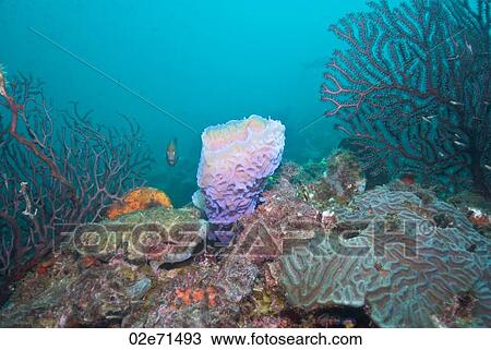 Reef, The Alternatives View Large Photo Image Stock Image - Reef, The Alternatives. Fotosearch