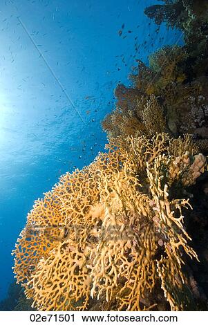 Reef, The Alternatives View Large Photo Image Stock Image - Reef, The Alternatives. Fotosearch