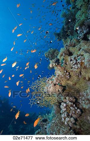 Reef, The Alternatives View Large Photo Image Stock Photo - Reef, The Alternatives. Fotosearch