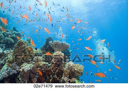 Reef, The Alternatives View Large Photo Image Stock Photo - Reef, The Alternatives. Fotosearch