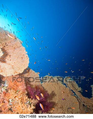 Reef, The Alternatives View Large Photo Image Stock Photo - Reef, The Alternatives. Fotosearch