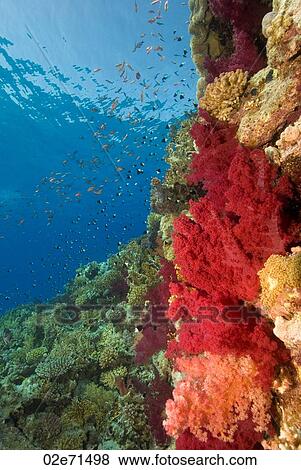 Reef, The Alternatives View Large Photo Image Stock Photo - Reef, The Alternatives. Fotosearch