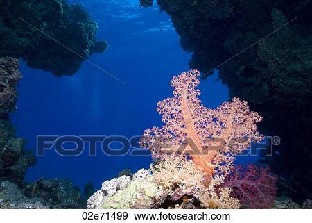 Stock Photo - Reef, The Alternatives. Fotosearch