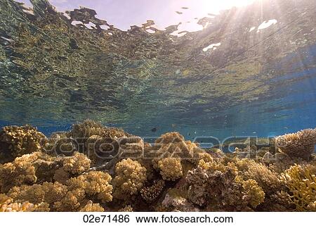 Reef, The Alternatives View Large Photo Image Stock Photograph - Reef, The Alternatives. Fotosearch