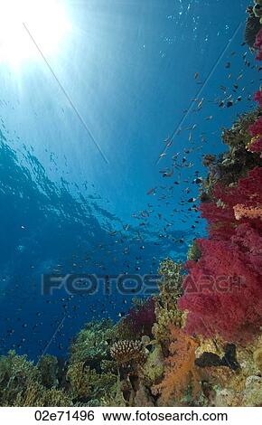 Reef, The Alternatives View Large Photo Image Stock Photograph - Reef, The Alternatives. Fotosearch